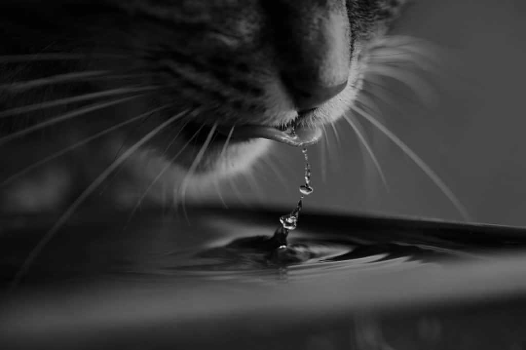 מזרקת מים לחתול